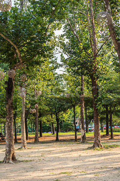 휴식 사람없음 JPG 포토 공원 나무 야외 여름(계절) 여름풍경 자연 주간 풍경(경치) 휴가
