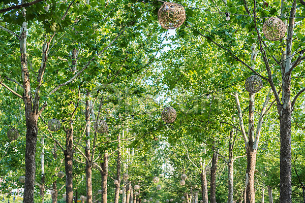 휴식 사람없음 JPG 포토 공원 나무 야외 여름(계절) 여름풍경 자연 장식 주간 풍경(경치) 휴가