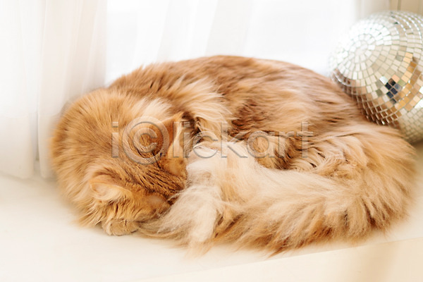 귀여움 사람없음 JPG 포토 고양이 동물라이프 메인쿤 반려 반려동물 반려묘 실내 웅크림 잠 펫팸족 한마리