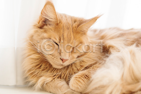 귀여움 사람없음 JPG 앞모습 포토 고양이 동물라이프 메인쿤 반려 반려동물 반려묘 실내 잠 펫팸족 한마리