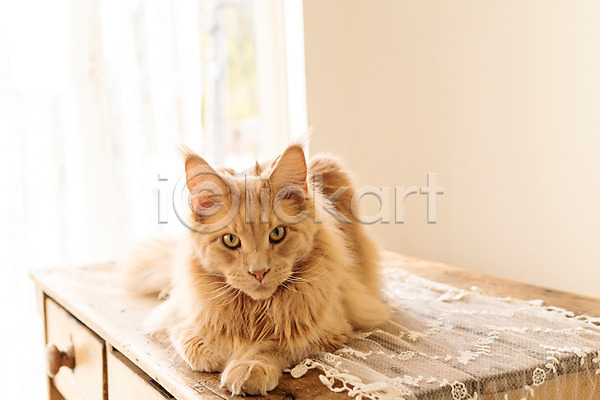 귀여움 사람없음 JPG 앞모습 포토 고양이 동물라이프 메인쿤 반려 반려동물 반려묘 실내 탁자 펫팸족 한마리