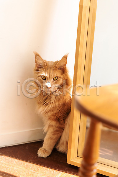 귀여움 사람없음 JPG 앞모습 포토 거울 고양이 동물라이프 메인쿤 반려 반려동물 반려묘 숨기 실내 펫팸족 한마리