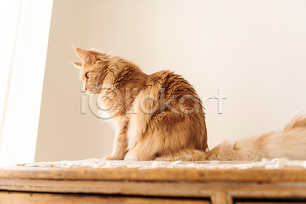 귀여움 사람없음 JPG 로우앵글 옆모습 포토 고양이 동물라이프 메인쿤 반려 반려동물 반려묘 실내 탁자 펫팸족 한마리