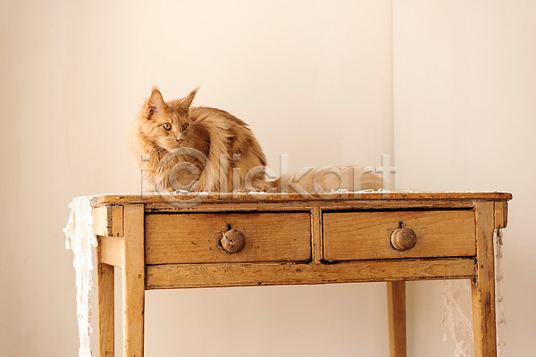 귀여움 사람없음 JPG 옆모습 포토 고양이 동물라이프 메인쿤 반려 반려동물 반려묘 실내 탁자 펫팸족 한마리