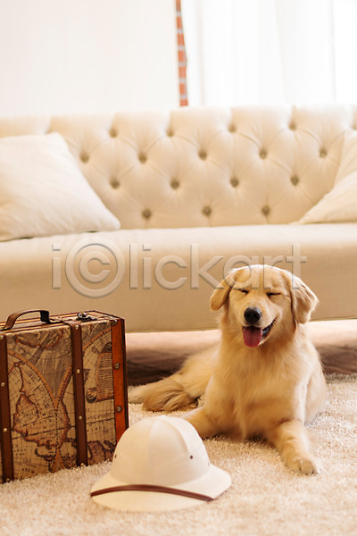 귀여움 사람없음 JPG 앞모습 포토 강아지 골든리트리버 동물라이프 반려 반려견 반려동물 소파 실내 여행가방 펫팸족 한마리