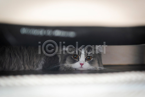귀여움 사람없음 JPG 포토 고양이 동물라이프 반려 반려동물 반려묘 소파 숨기 스코티쉬스트레이트 실내 한마리