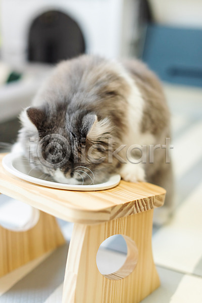 귀여움 사람없음 JPG 앞모습 포토 고양이 동물라이프 반려 반려동물 반려묘 밥그릇 스코티쉬스트레이트 식사 실내 한마리