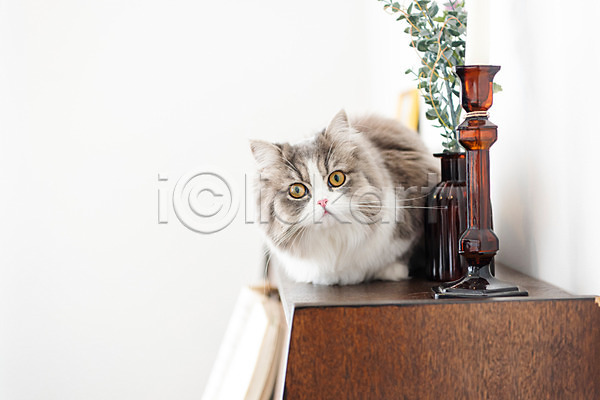 귀여움 휴식 사람없음 JPG 앞모습 포토 고양이 동물라이프 반려 반려동물 반려묘 스코티쉬스트레이트 실내 피아노(악기) 한마리