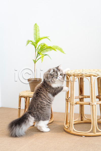 귀여움 사람없음 JPG 옆모습 포토 고양이 동물라이프 반려 반려동물 반려묘 스코티쉬스트레이트 실내 의자 한마리 화분