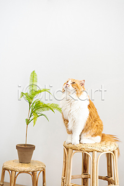 귀여움 사람없음 JPG 앞모습 포토 고양이 동물라이프 반려 반려동물 반려묘 스코티쉬스트레이트 실내 올려보기 응시 의자 한마리 화분