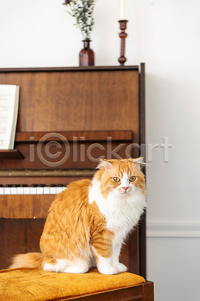 귀여움 사람없음 JPG 옆모습 포토 고양이 꽃병 동물라이프 반려 반려동물 반려묘 스코티쉬스트레이트 실내 응시 피아노(악기) 한마리