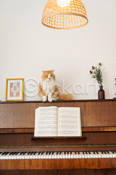 귀여움 사람없음 JPG 앞모습 포토 고양이 꽃병 동물라이프 반려 반려동물 반려묘 스코티쉬스트레이트 실내 응시 조명 피아노(악기) 한마리