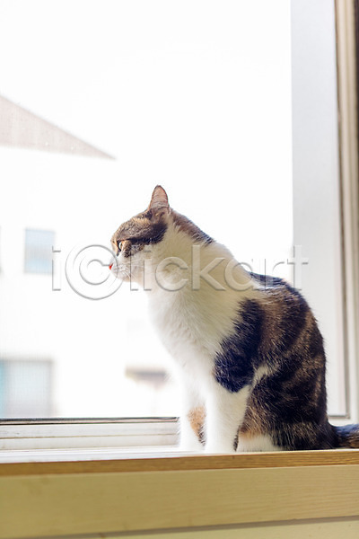 귀여움 사람없음 JPG 옆모습 포토 고양이 동물라이프 반려 반려동물 반려묘 스코티쉬스트레이트 실내 응시 창문 한마리