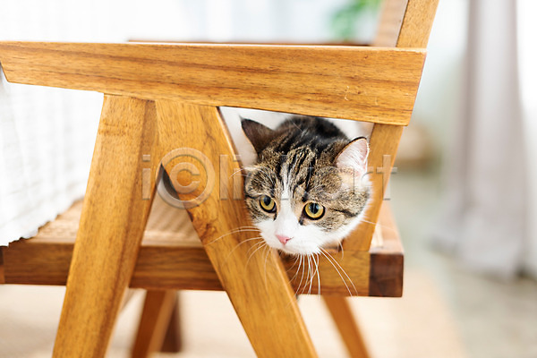 귀여움 사람없음 JPG 앞모습 포토 고양이 동물라이프 반려 반려동물 반려묘 숨기 스코티쉬스트레이트 실내 응시 의자 한마리