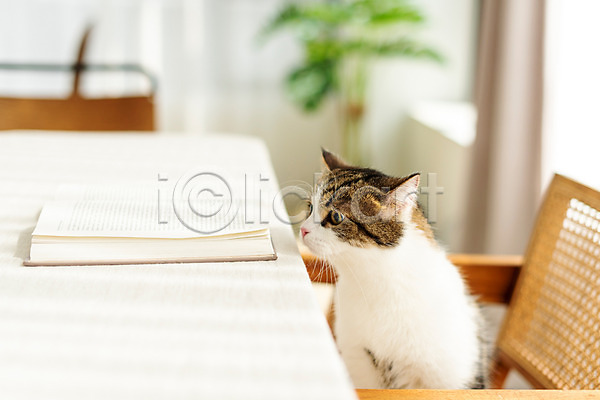 귀여움 사람없음 JPG 앞모습 포토 고양이 동물라이프 반려 반려동물 반려묘 스코티쉬스트레이트 실내 응시 의자 책 한마리