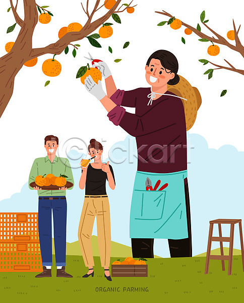 남자 사람 성인 세명 여자 중년 AI(파일형식) 일러스트 고객 과일 구매 나무 농부 들기 사다리 상반신 상자 수확 오렌지 오렌지나무 오렌지주스 유기농 전신