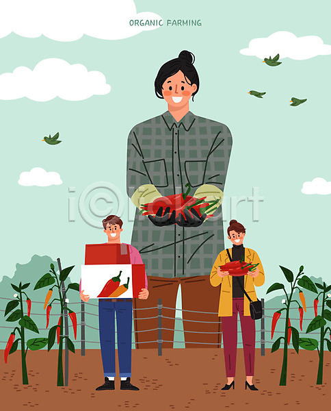 남자 사람 성인 성인만 세명 여자 AI(파일형식) 일러스트 고객 고추 고추밭 구매 농부 들기 상반신 상자 수확 유기농 자연 전신 조류 청년농부
