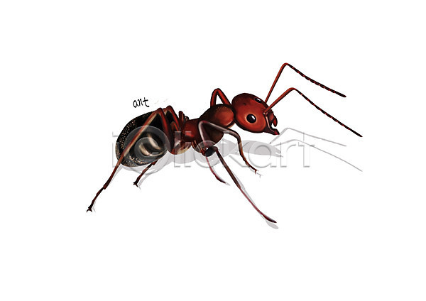 사람없음 PSD 일러스트 곤충 디테일 벌레 붉은불개미 한마리 해충