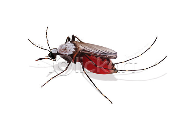 사람없음 PSD 일러스트 곤충 디테일 모기 벌레 일본뇌염 한마리 해충