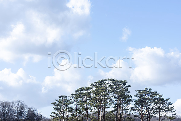 사람없음 JPG 로우앵글 포토 구름(자연) 나무 날씨 맑음 봄 야외 주간 파란색 풍경(경치) 하늘