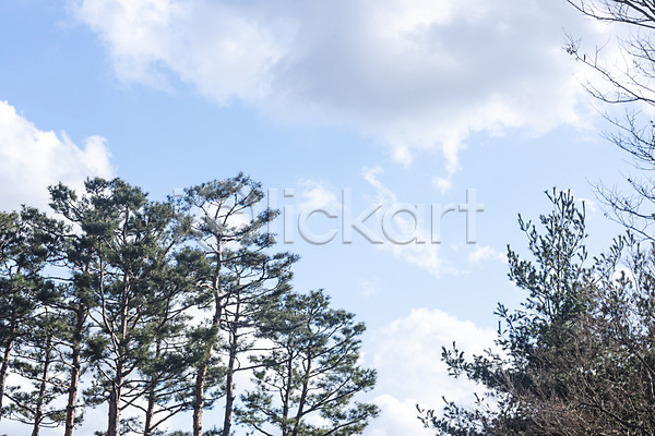 사람없음 JPG 포토 구름(자연) 나무 날씨 맑음 봄 야외 주간 파란색 풍경(경치) 하늘