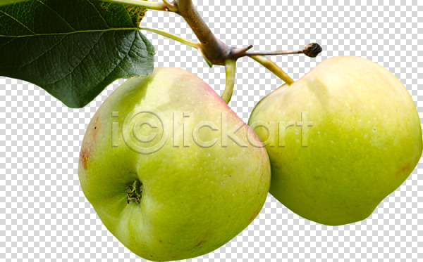 사람없음 PNG 편집이미지 과일 과일나무 나뭇가지 나뭇잎 누끼 사과(과일) 열매 자연 청사과 편집 편집소스