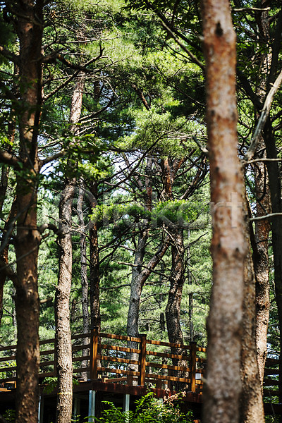 사람없음 JPG 아웃포커스 포토 강원도 길 산책로 소나무 속초 숲 야외 여행 주간 풍경(경치)