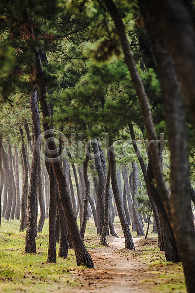 사람없음 JPG 포토 강릉 강원도 나무 산책로 소나무 소나무숲 야외 여행 주간 풍경(경치)