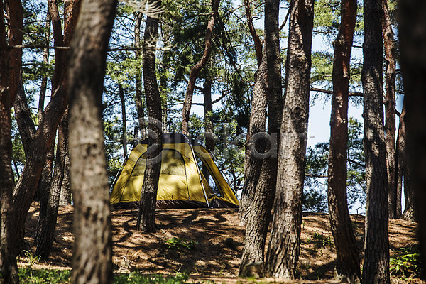 사람없음 JPG 포토 강원도 고성(강원도) 나무 소나무 야외 여행 주간 캠핑 텐트 풍경(경치) 화진포