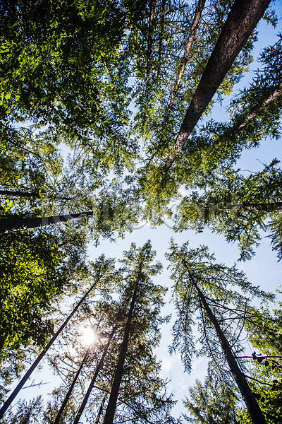 사람없음 JPG 로우앵글 포토 강원도 나무 백두대간수목원 수목원 숲 야외 여행 주간 태백 풍경(경치) 하늘 햇빛