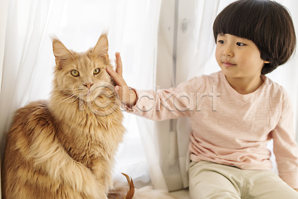 즐거움 남자 소년한명만 어린이 한국인 한명 JPG 앞모습 포토 고양이 만지기 메인쿤 반려 반려동물 반려묘 상반신 실내 한마리