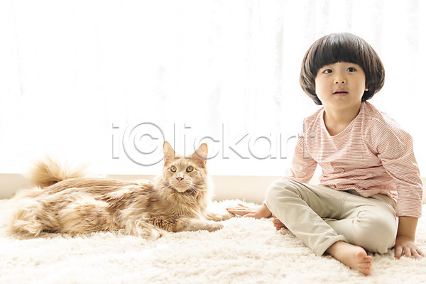 즐거움 휴식 남자 소년한명만 어린이 한국인 한명 JPG 앞모습 포토 고양이 메인쿤 반려 반려동물 반려묘 실내 앉기 응시 전신 한마리