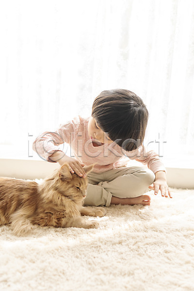 즐거움 남자 소년한명만 어린이 한국인 한명 JPG 앞모습 포토 고양이 메인쿤 반려 반려동물 반려묘 실내 쓰다듬기 앉기 전신 한마리