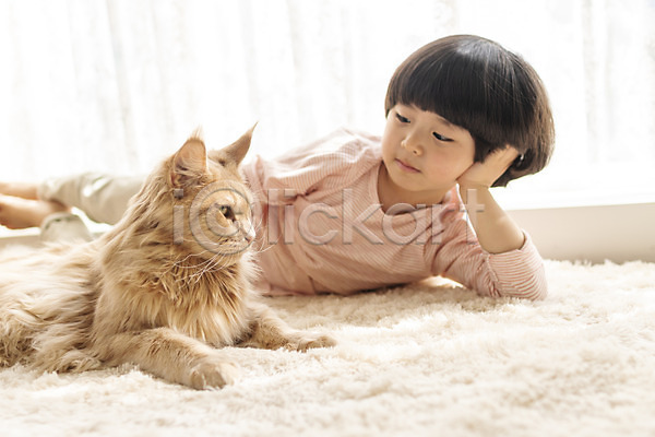 즐거움 남자 소년한명만 어린이 한국인 한명 JPG 앞모습 포토 고양이 눕기 메인쿤 반려 반려동물 반려묘 상반신 실내 응시 한마리