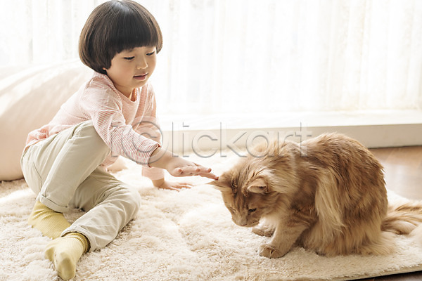 즐거움 남자 소년한명만 어린이 한국인 한명 JPG 앞모습 포토 고양이 만지기 메인쿤 반려 반려동물 반려묘 실내 앉기 전신 한마리