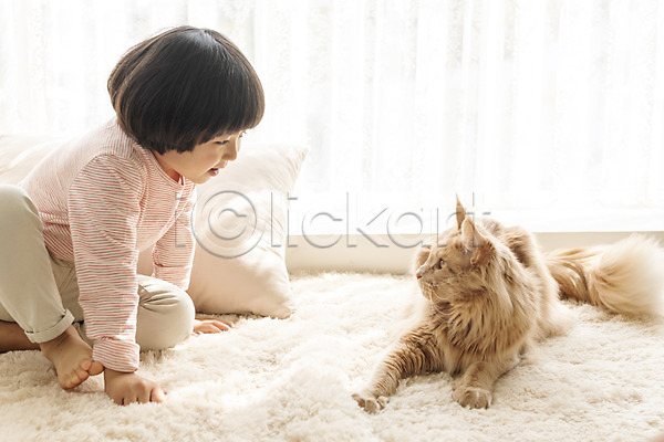 즐거움 남자 소년한명만 어린이 한국인 한명 JPG 앞모습 포토 고양이 메인쿤 반려 반려동물 반려묘 실내 앉기 응시 전신 한마리