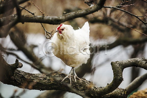 사람없음 JPG 아웃포커스 포토 경상북도 김천 나무 농장 닭 야외 주간 지역 청계 특산물 한마리