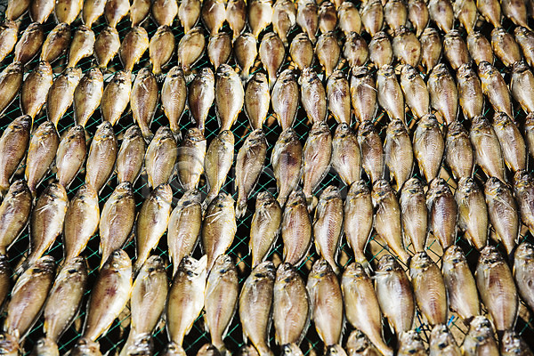 건조 사람없음 JPG 포토 군산 수산물위판장 야외 어류 전라북도 조기(생선) 주간 특산물 풍경(경치) 한국