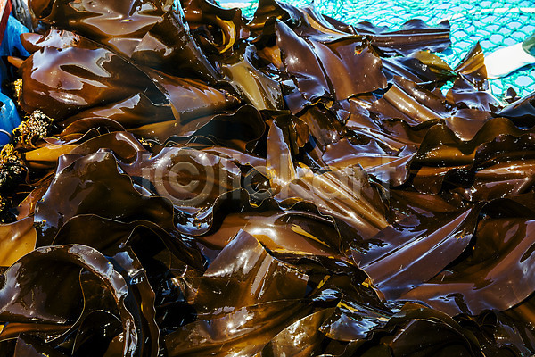 사람없음 JPG 포토 국내여행 기장(한국) 다시마 바다 야외 어업 여행 주간 풍경(경치) 한국 해조류