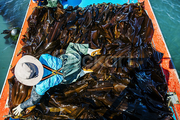 남자 남자한명만 한명 JPG 포토 국내여행 기장(한국) 다시마 바다 야외 어부 어업 여행 주간 풍경(경치) 한국 해조류