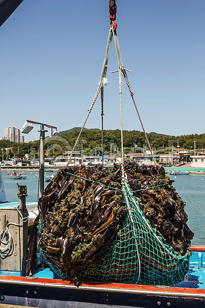 사람없음 JPG 포토 국내여행 그물 기장(한국) 다시마 바다 야외 어업 여행 주간 풍경(경치) 한국 해조류