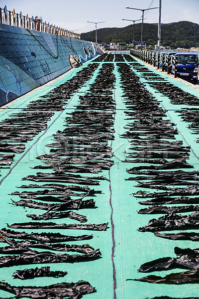 건조 사람없음 JPG 포토 국내여행 기장(한국) 다시마 바다 야외 어업 여행 주간 풍경(경치) 한국 해조류