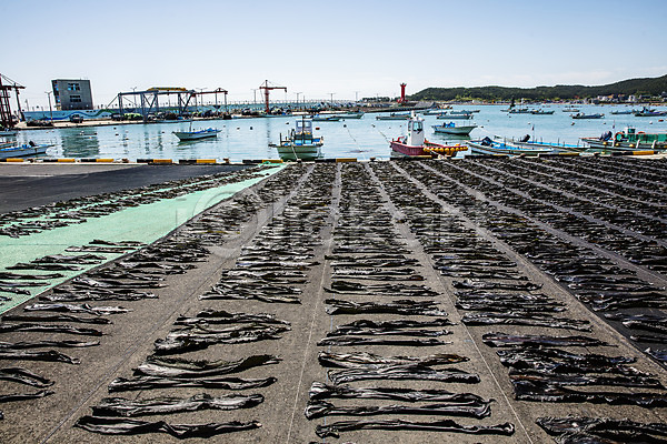 건조 사람없음 JPG 포토 국내여행 기장(한국) 다시마 바다 야외 어업 여행 주간 풍경(경치) 한국 해조류