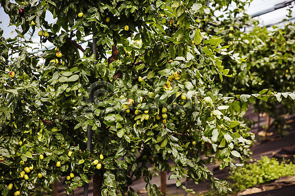 사람없음 JPG 포토 과일 대추 대추나무 보은 보은대추 야외 주간 지역 충청북도 특산물