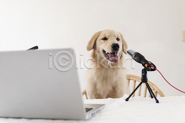 사람없음 JPG 포토 1인미디어 강아지 골든리트리버 노트북 동물라이프 마이크 반려 반려동물 앉기 유튜버 입벌림 탁자 펫팸족 한마리