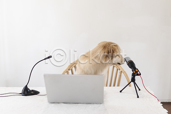 사람없음 JPG 뒷모습 포토 1인미디어 강아지 골든리트리버 노트북 동물라이프 마이크 반려 반려동물 앉기 유튜버 탁자 펫팸족 한마리