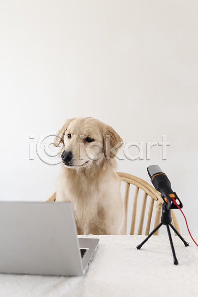 사람없음 JPG 포토 1인미디어 강아지 골든리트리버 노트북 동물라이프 마이크 반려 반려동물 앉기 유튜버 펫팸족 한마리