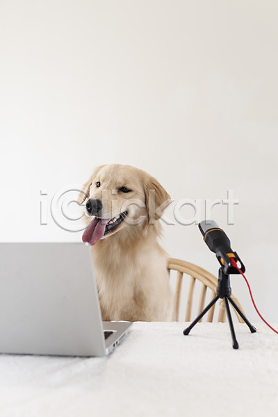 사람없음 JPG 포토 1인미디어 강아지 골든리트리버 노트북 동물라이프 마이크 반려 반려동물 앉기 유튜버 입벌림 펫팸족 한마리