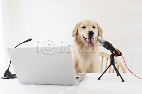 사람없음 JPG 포토 1인미디어 강아지 골든리트리버 노트북 동물라이프 마이크 반려 반려동물 앉기 유튜버 입벌림 펫팸족 한마리