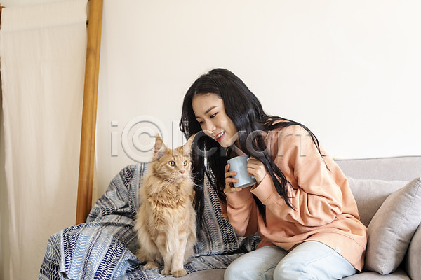 소통 즐거움 화목 20대 성인여자한명만 여자 한국인 한명 JPG 앞모습 포토 고양이 교감 메인쿤 반려 반려동물 반려묘 상반신 소파 실내 앉기 응시 커피잔 펫팸족 한마리